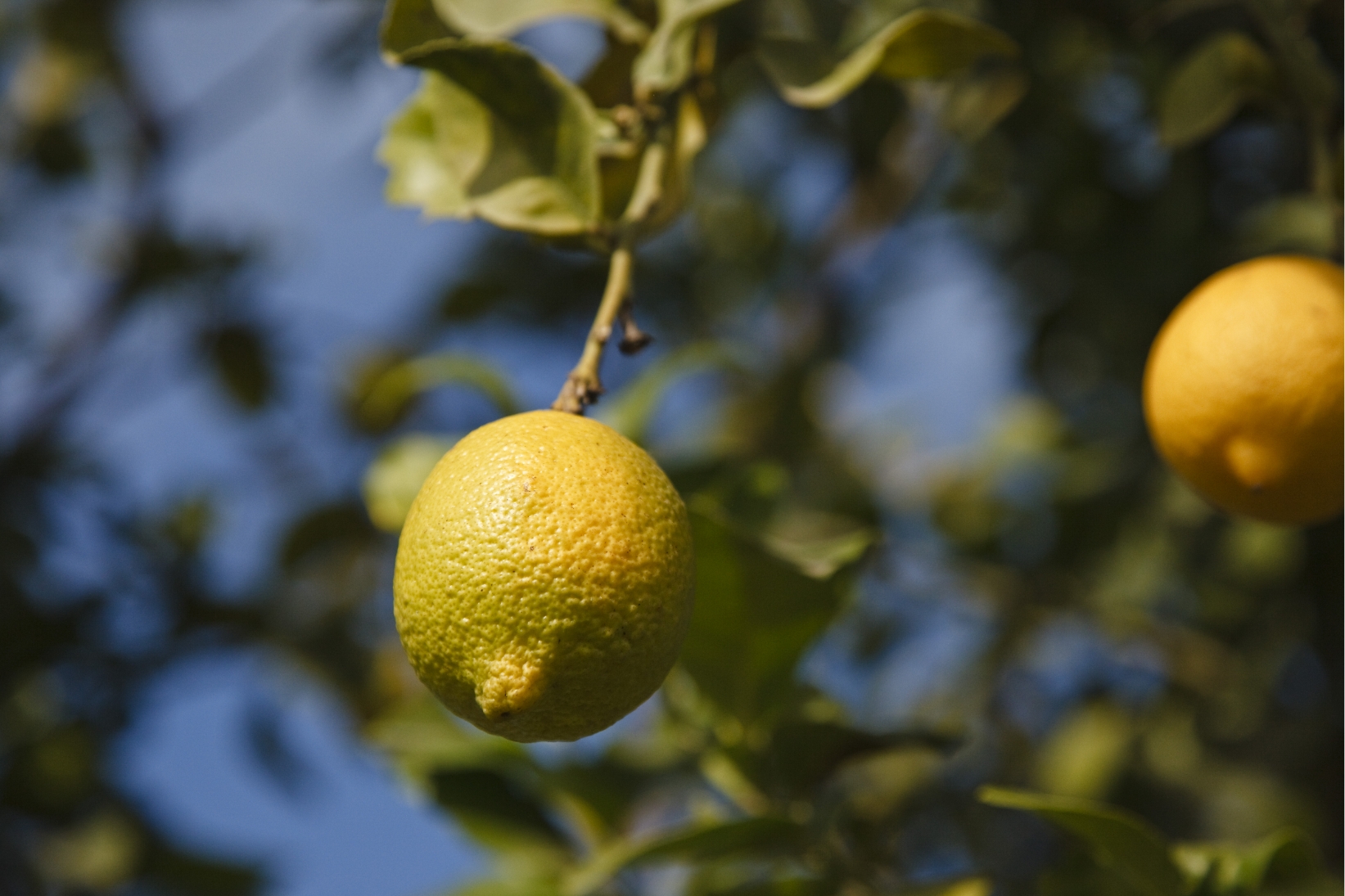 Lemon image 6